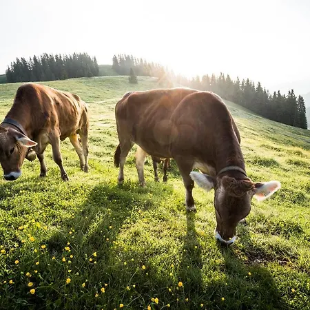Alpen I Ellmau