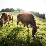 Alpen I Ellmau
